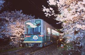 Kyodo train runs through tunnel of cherry blossoms